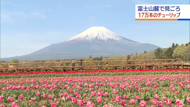 Любители тюльпанов устремляются в парк неподалеку от горы Фудзи
