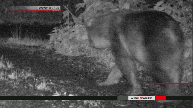 Камера видеонаблюдения запечатлела на небольшом острове на севере Японии бурого медведя