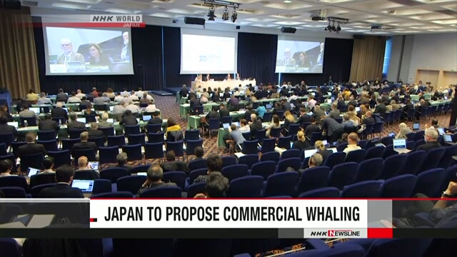 Япония предложит вновь разрешить коммерческий вылов китов