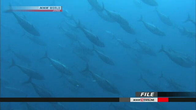Конференция по ресурсам голубого тихоокеанского тунца завершилась без согласия сторон