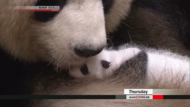 В зоопарке префектуры Вакаяма посетителям показали маленькую панду