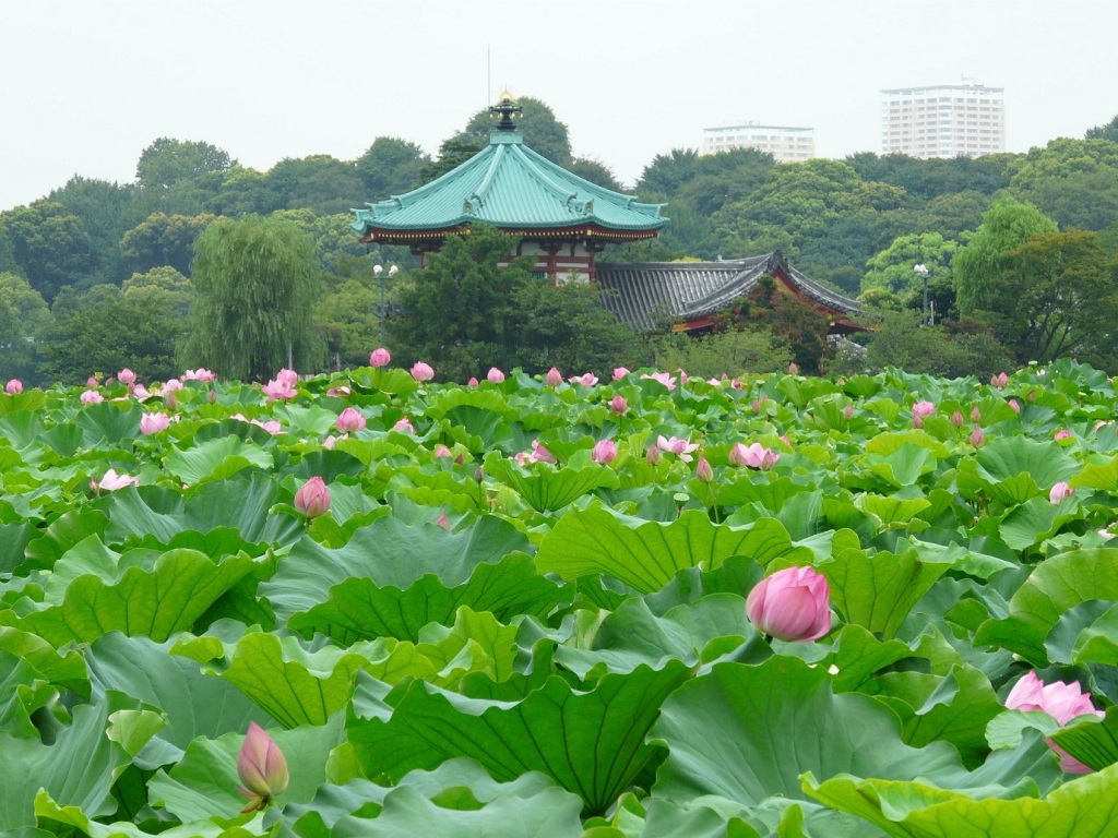 Токийские власти вырабатывают идеи реконструкции парков японской столицы