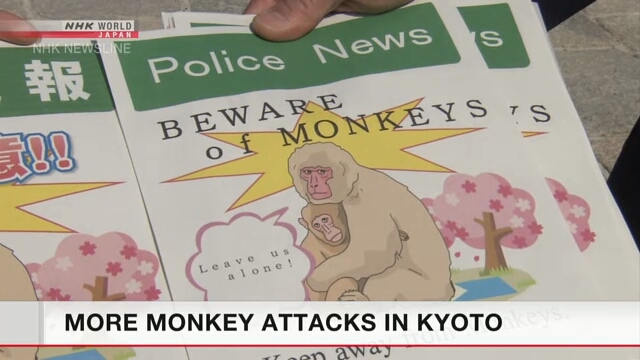 В Киото обезьяны нападают на туристов