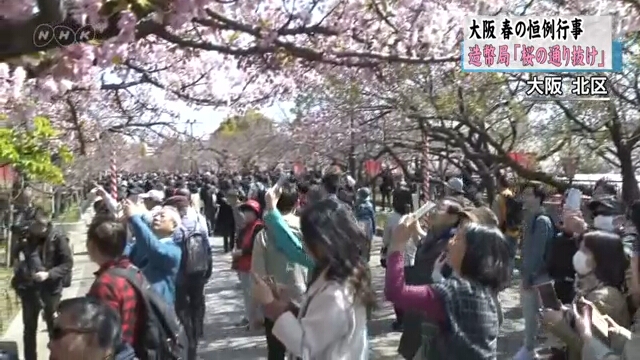Тысячи людей пришли к Монетному двору Японии в городе Осака полюбоваться цветущей сакурой