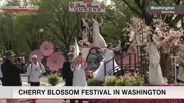 В Вашингтоне проходит Национальный фестиваль цветения сакуры