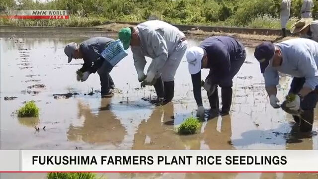 В городе Окума в префектуре Фукусима вновь высадили рассаду риса