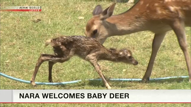 Посетители Парка Нара могут посмотреть на новорожденных оленят