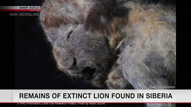 Ученые обнаружили в вечной мерзлоте останки детеныша вымершего пещерного льва