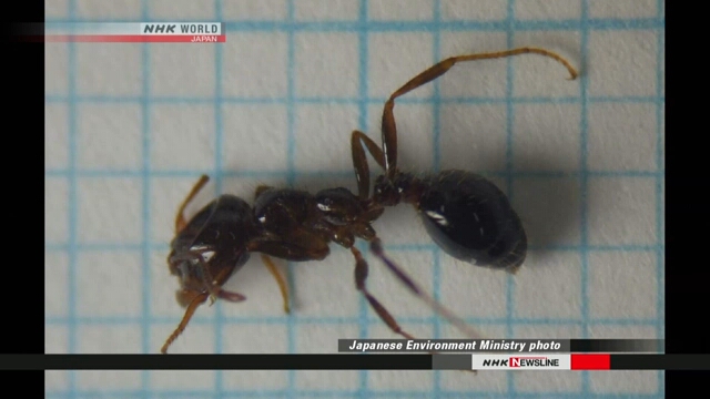На причале в Токийском заливе обнаружены огненные муравьи