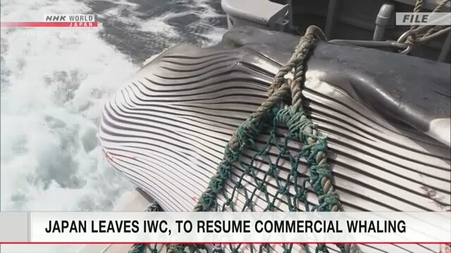 Япония вышла из состава Международной китобойной комиссии