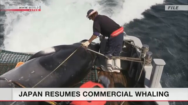 Япония возобновляет коммерческий китобойный промысел