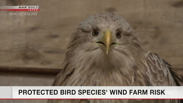 Японские ученые призывают принять меры с целью охраны редких видов птиц от турбин ветроустановок