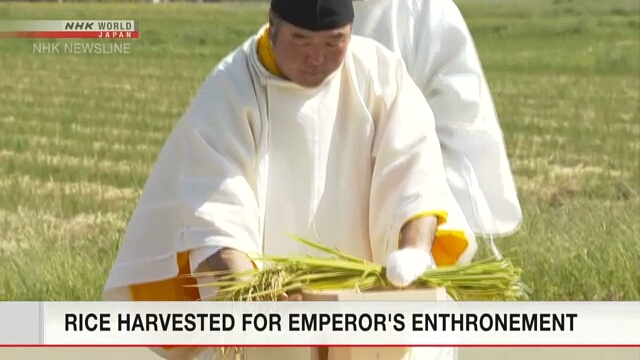 В двух местах в Японии был собран рис для важной церемонии по случаю вступления на престол нового императора