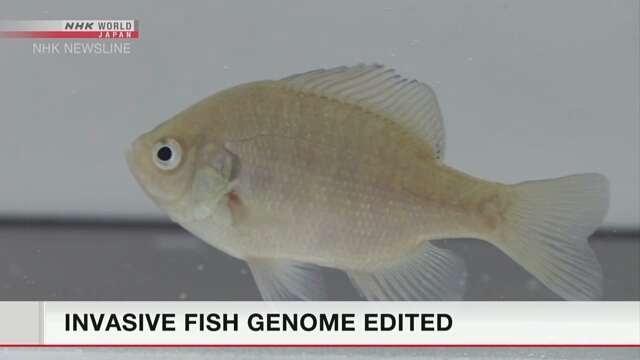 Японские ученые изменили геном самца чужеродного вида рыбы с целью ее ликвидации в окружающей среде страны