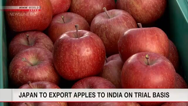 Япония начнет экспорт яблок в Индию