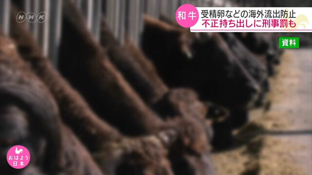 Япония защитит от незаконного вывоза генетический материал говядины «вагю»