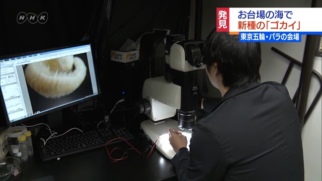 На месте будущего проведения состязаний Олимпийских игр в Токио ученые открыли новый вид морского червя