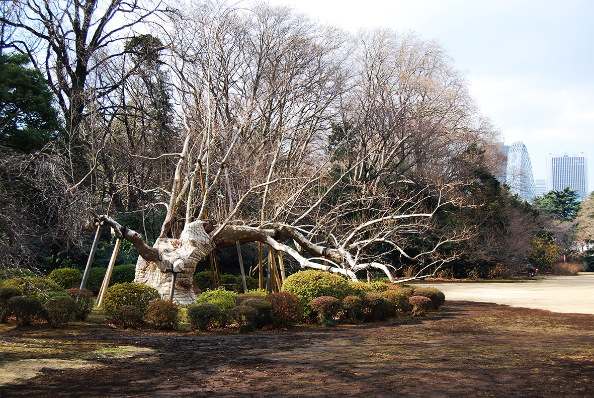 С зимы на весну: Синдзюку-гёэн в феврале