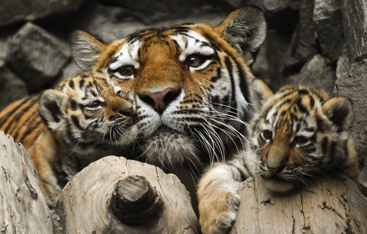 Амурская тигрица, отправленная в Японию из Новосибирска, родила детенышей