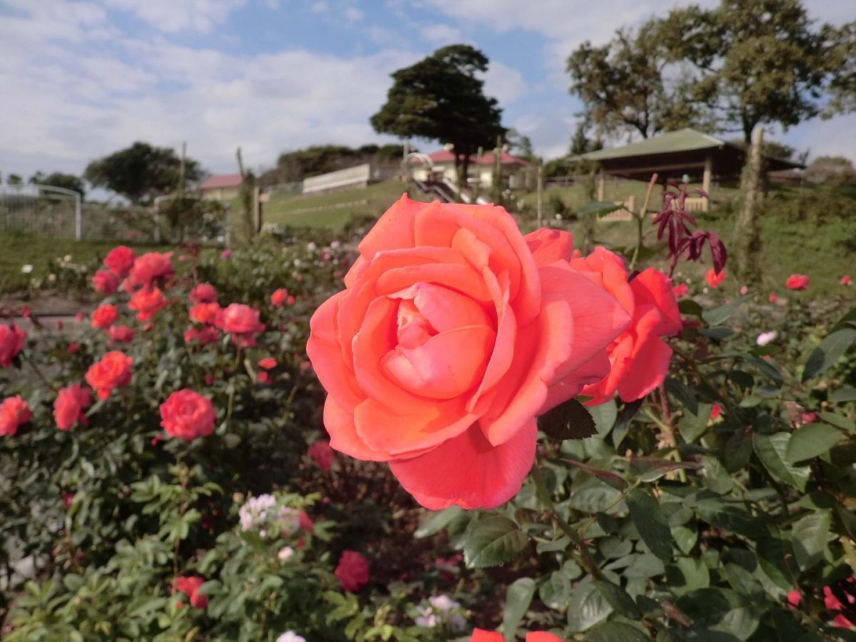 В префектуре Токусима фермеры-поставщики роз сильно пострадали из-за распространения коронавируса