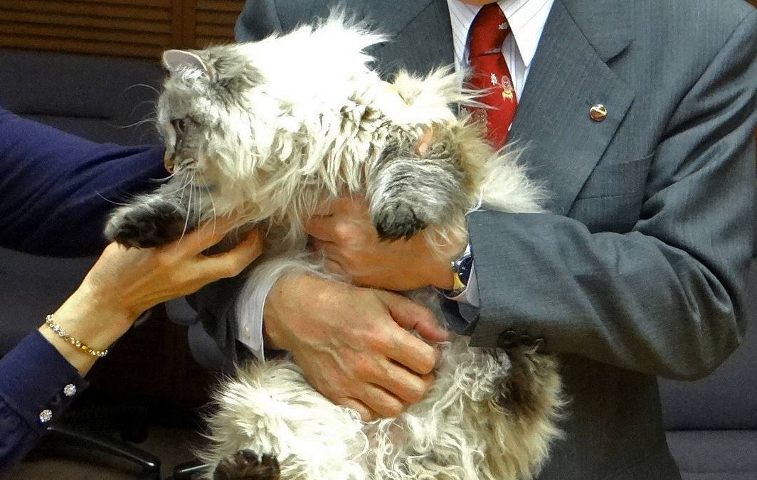 В изоляцию из-за коронавируса поместили кота, подаренного Путиным японскому губернатору