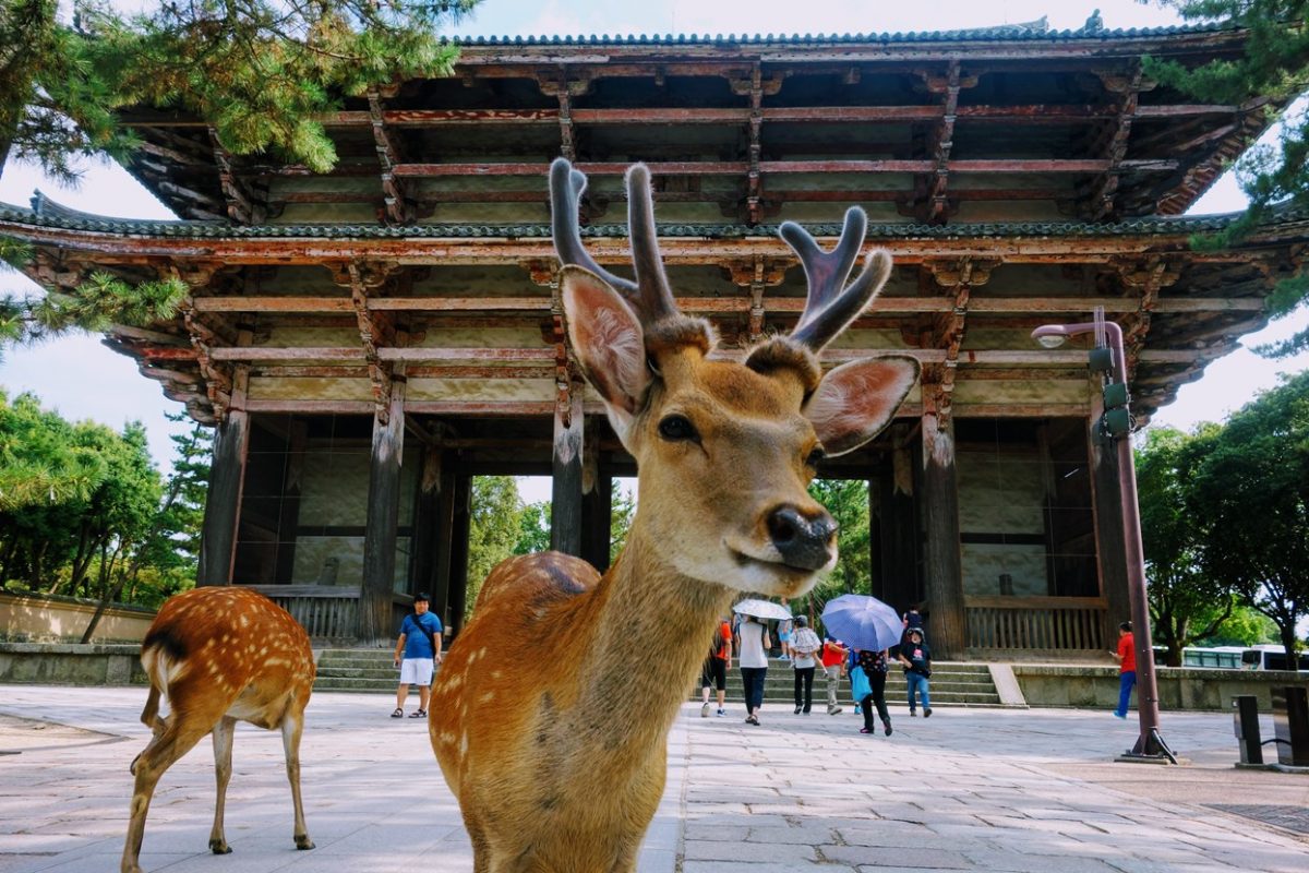 После исчезновения туристов олени в Нара вернулись в дикую природу