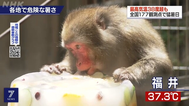 В городе Фукуи обезьян в зоопарке в летний зной угостили фруктами во льду