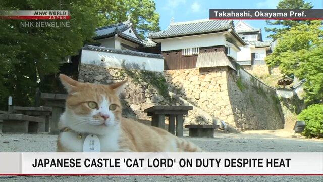 Кот-«хозяин» японского замка выполняет свои обязанности даже в сильную жару
