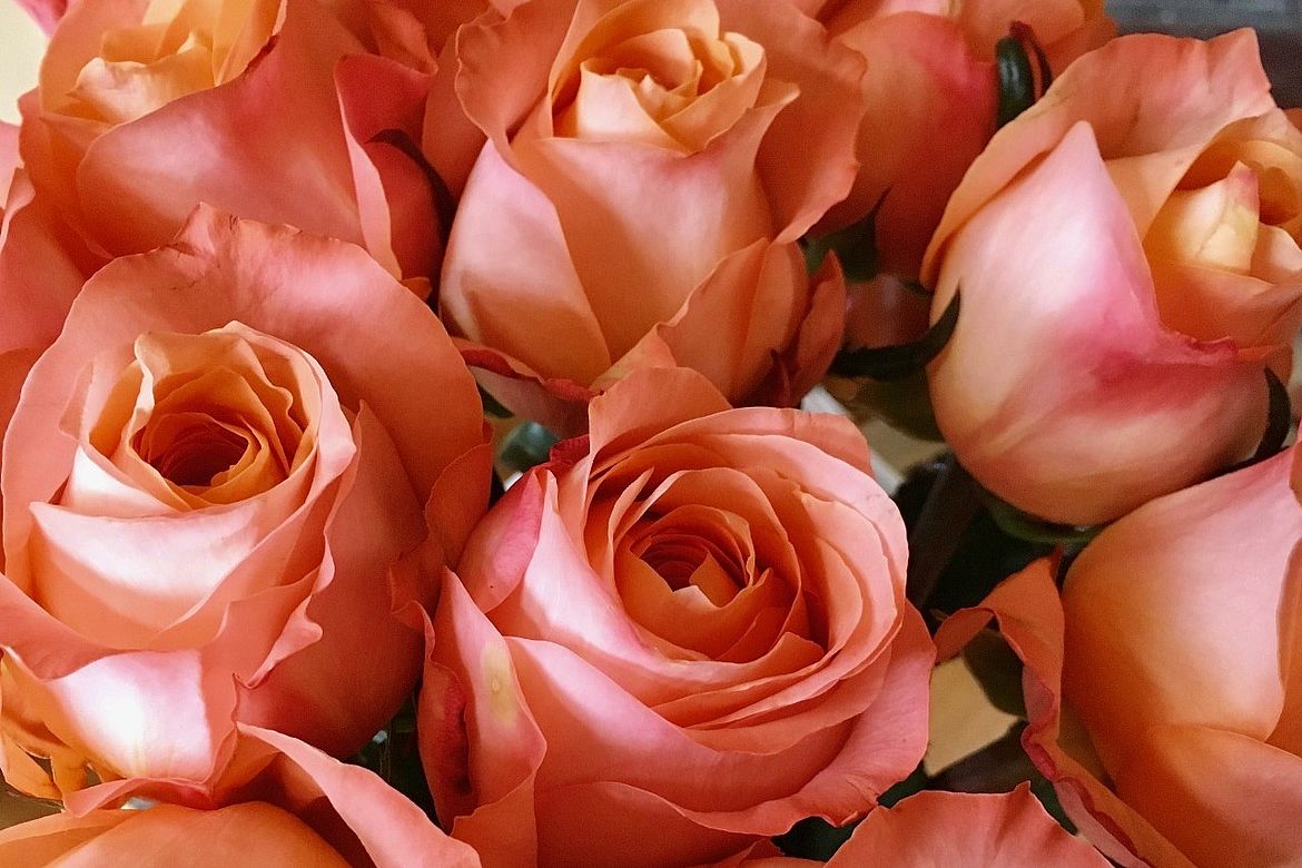 На Сахалине планируют выращивать розы для поставок в регионы Дальнего Востока и в Японию