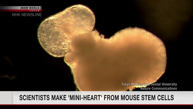 Японские ученые создали мини-сердце из стволовых клеток мышей