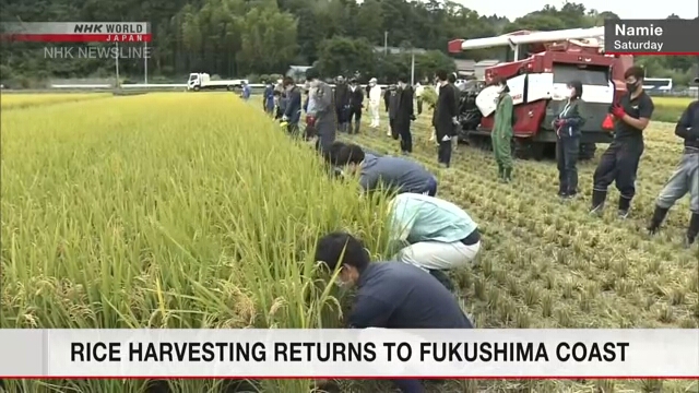 В пострадавшем от цунами районе префектуры Фукусима собран урожай риса