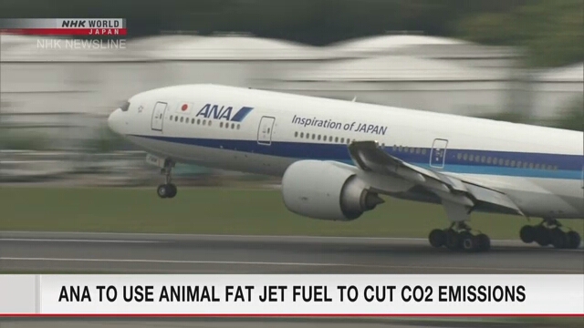 Авиакомпания ANA начнет использовать топливо из животного жира, чтобы снизить выбросы углекислого газа