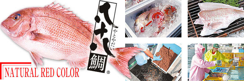 Школьники в префектуре Эхимэ провели мероприятие по продвижению местного рыбного деликатеса