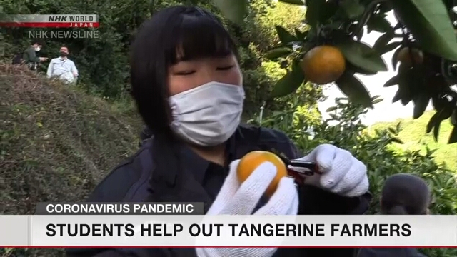 В префектуре Эхимэ старшеклассники помогают фермерам собирать урожай мандаринов