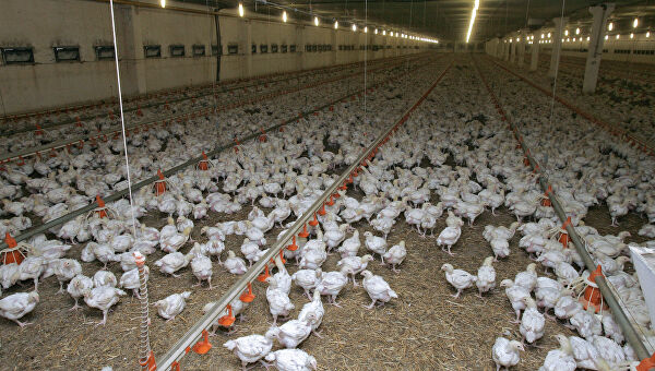 На птицеферме в префектуре Кагава из-за обнаруженного птичьего гриппа будут уничтожены куры
