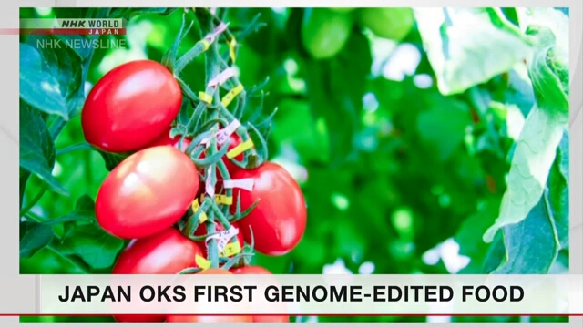 В Японии одобрили продажу первого продукта с модифицированным геномом