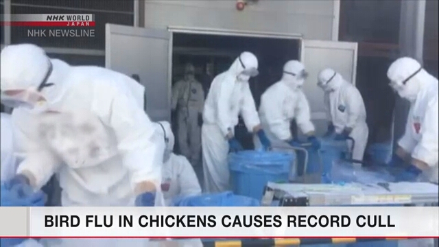Из-за птичьего гриппа в Японии ликвидировано рекордное количество кур