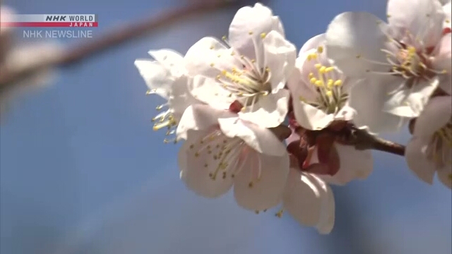 В Токио официально объявлено о начале сезона цветения сакуры