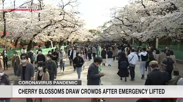 Цветение сакуры привлекло толпы людей после отмены режима чрезвычайной ситуации