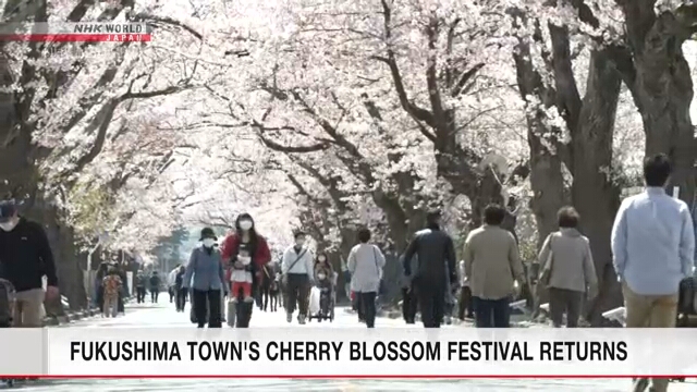 Фестиваль цветения сакуры вновь проводится в городе Томиока в префектуре Фукусима