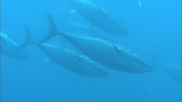 Япония предлагает увеличить квоты добычи тунца