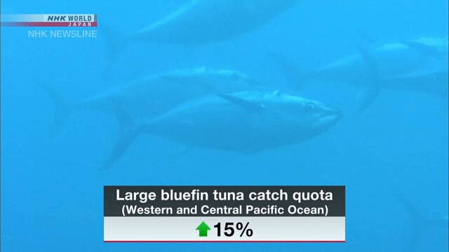 Квоты вылова голубого тунца в Тихом океане могут быть увеличены