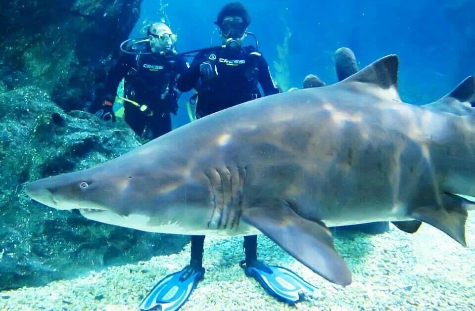 В аквариуме в Японии впервые родилась песчаная тигровая акула