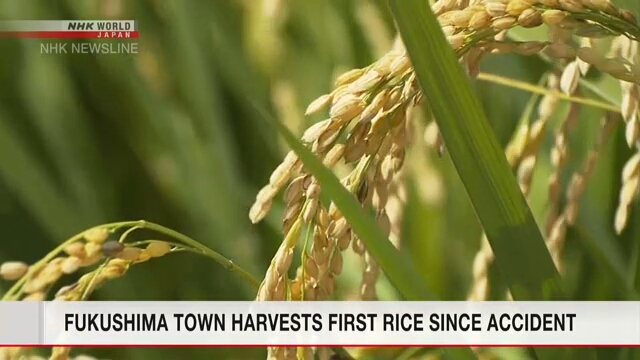 В городе Футаба префектуры Фукусима впервые с 2010 года собрали урожай риса