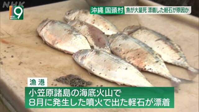 Последствия подводного извержения вулкана в Японии продолжают сказываться на рыбных хозяйствах