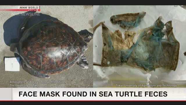 Японские исследователи обнаружили защитную маску в фекалиях морской черепахи