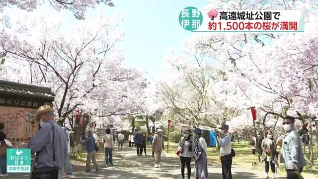 В парке Такатодзёси в префектуре Нагано сакура стоит в полном цвету
