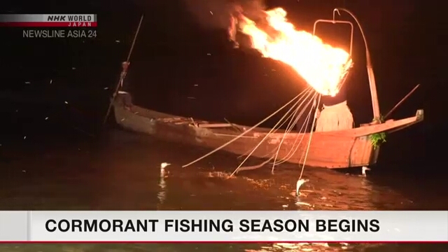 На реке Нагара в Японии начался сезон ловли рыбы с помощью бакланов