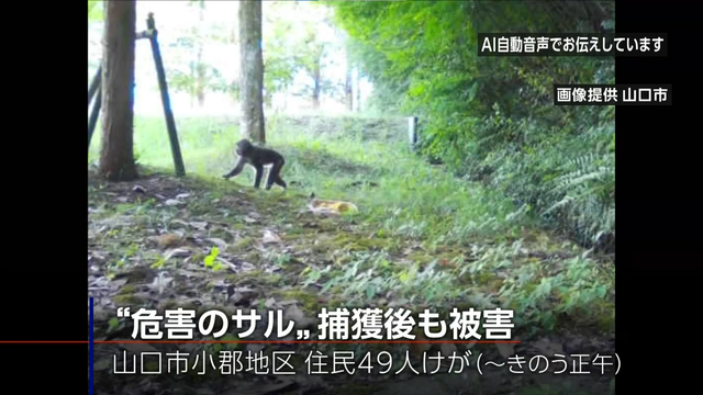 В западной Японии пришлось ликвидировать обезьяну после ряда нападений на людей
