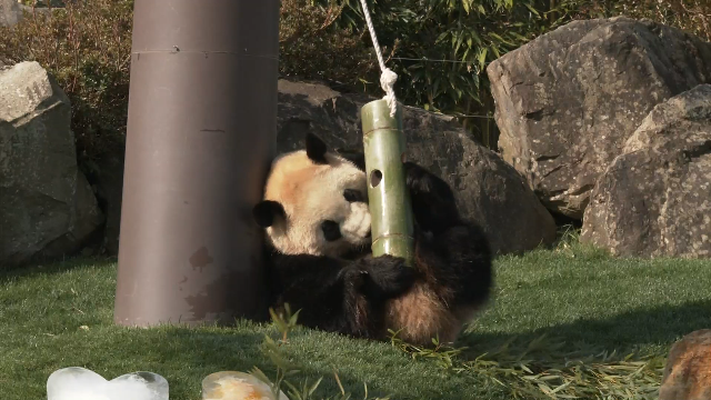 Панда по прозвищу «Суперпапа» вернется из Японии в Китай с двумя своими детенышами